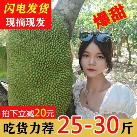 老树菠萝蜜好吃还是新树好吃