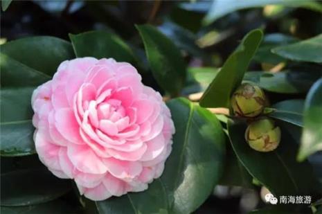 广东茶花品种