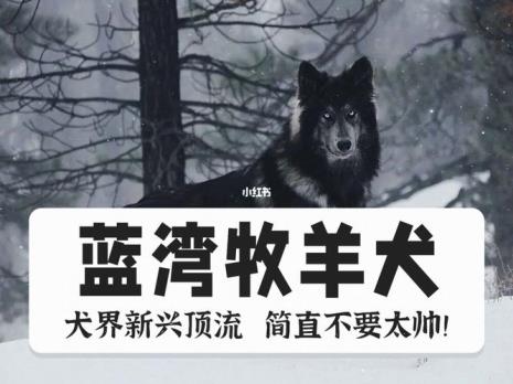 蓝湾牧羊犬体型多大