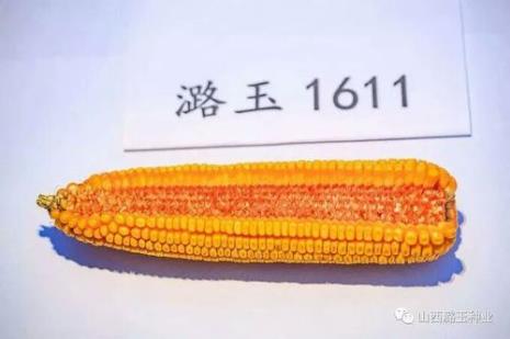 红轴玉米品种排名前十名