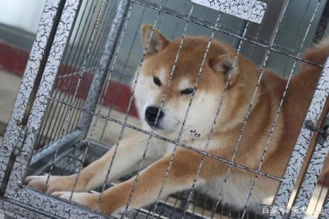 柴犬拿武士刀的梗