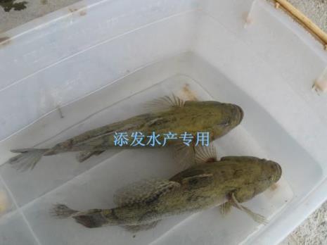 笋壳鱼的家常做法王刚
