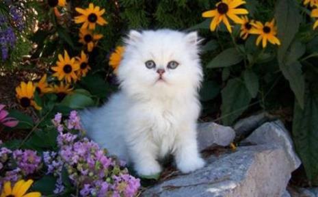 中长毛猫的特征