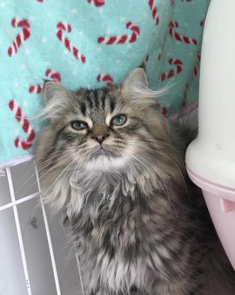 为什么三个颜色的猫咪都是母猫