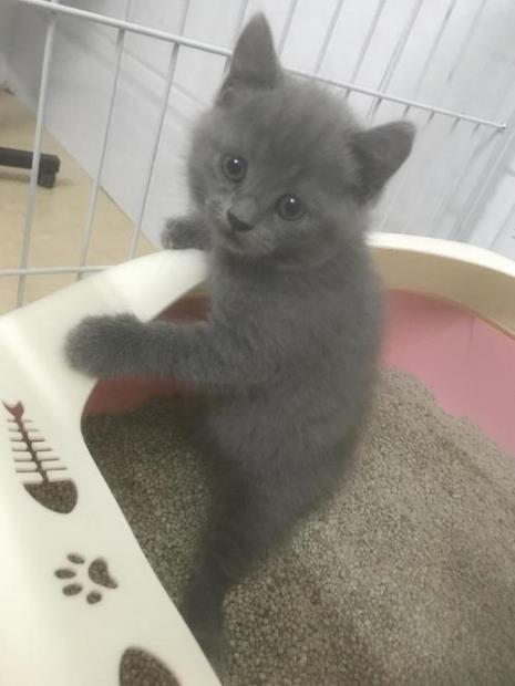 蓝猫几个月大可以断奶