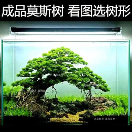 沉木适合养什么水草应注意什么
