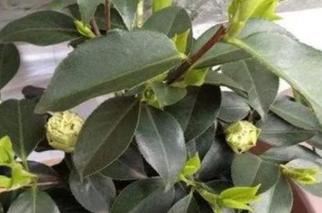 茶花叶子被虫吃了
