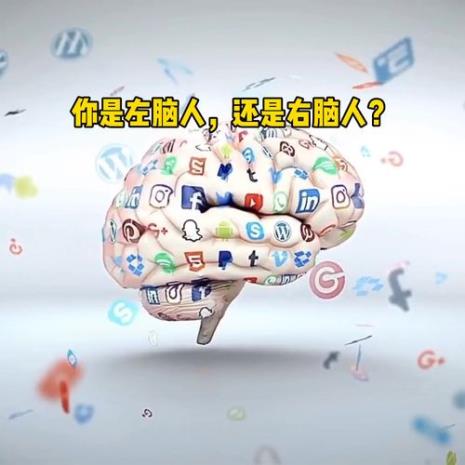 人的左脑和右脑位置