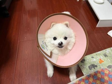 狗狗总是舔嘴巴正常吗