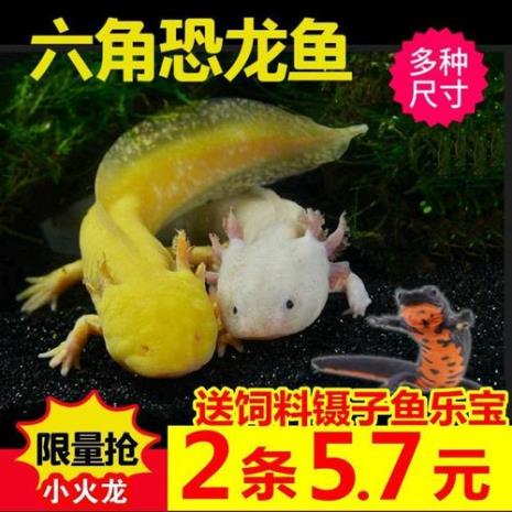 六角龙怎么才能生宝宝
