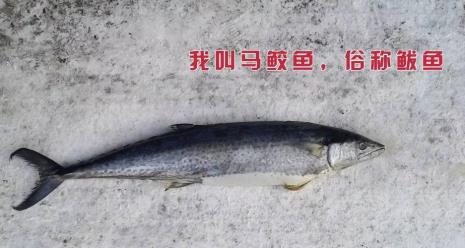 鲅鱼吃什么长大的