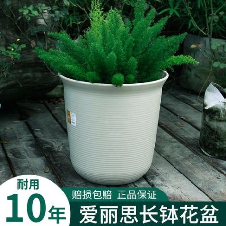 青山盆加仑盆爱丽丝盆哪个好