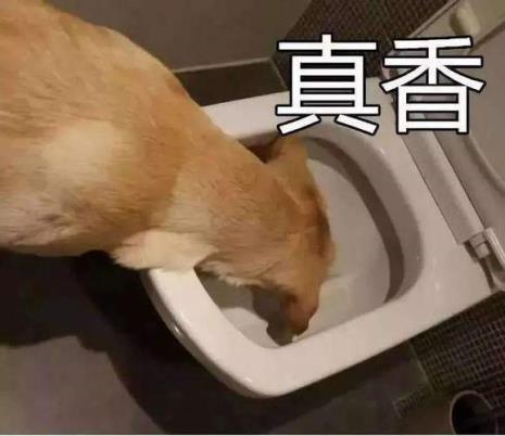 狗为什么要吃小孩的大便