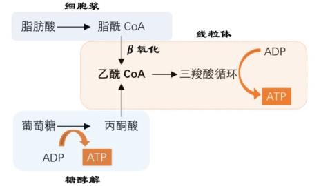 tca最多可产生多少atp