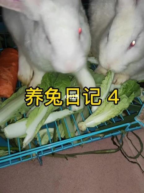 一只兔子一天要吃多少东西