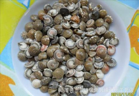 凤螺是保护物种吗