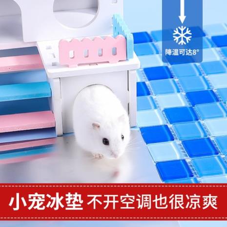 仓鼠在空调房怎么生活