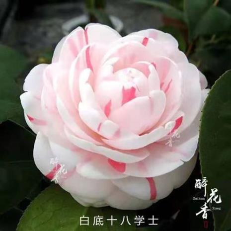 彩十八学士茶花的特点