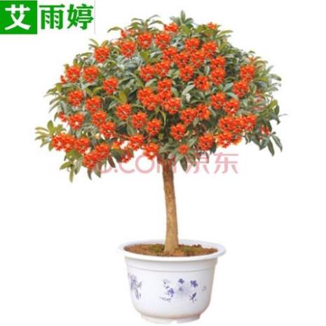 桂花盆栽什么温度搬室内