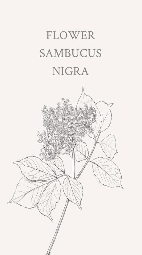 elderflower是什么意思