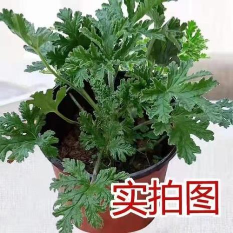 防蚊驱蚊的几种常见植物