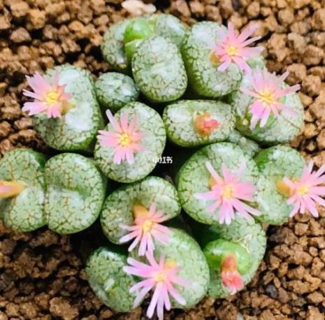 肉锥墨几年开花