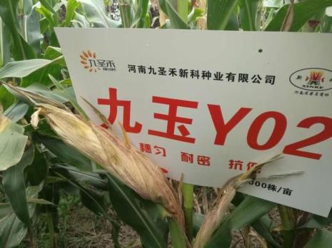 505玉米种红轴和粉轴谁产量高