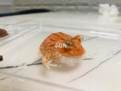 宠物活体角蛙应如何饲养