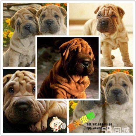 怎么一眼看出狗的公母