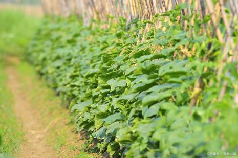 什么菜重茬