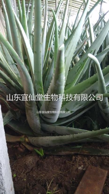 库拉索芦荟有几种吃法