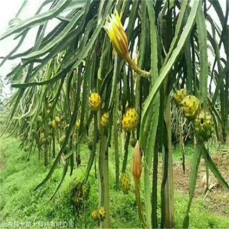 麒麟果种植时间