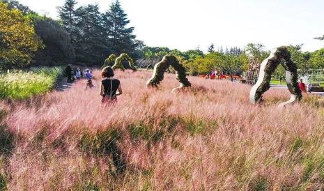 上海宝山滨江公园有粉色草吗