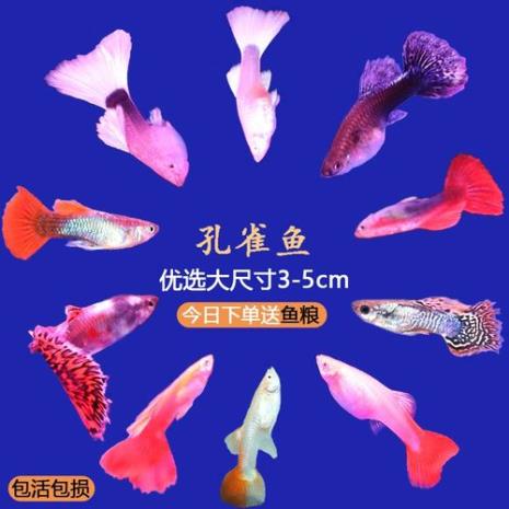 山东和东北的孔雀鱼哪个好养