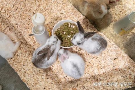 做实验的兔子可以带回家吗