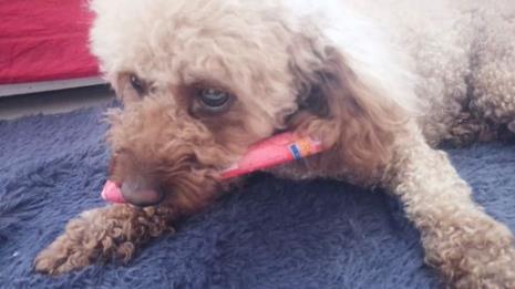 狗狗刚生完小狗可以吃火腿肠嘛