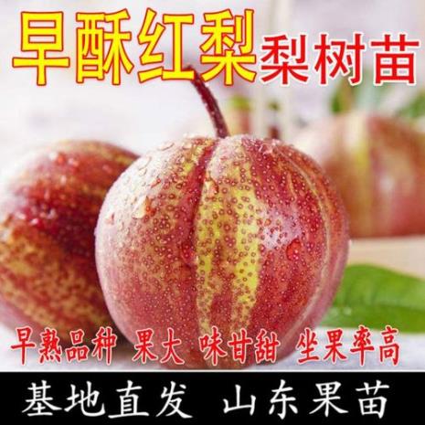 早红梨优缺点