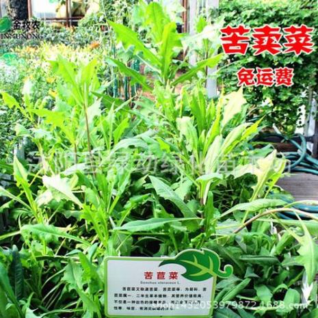苦麻菜是怎么种植的