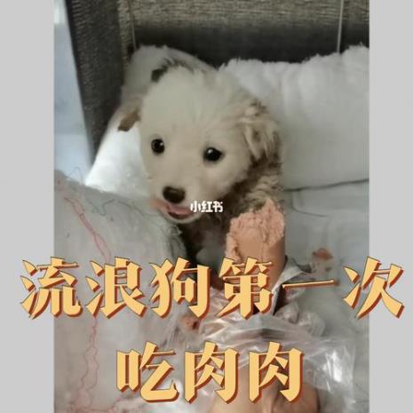 小狗吃太多火腿肠怎么办