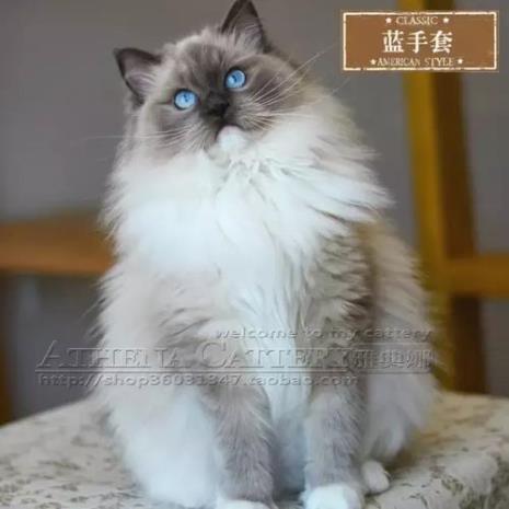 梵色布偶是什么品种