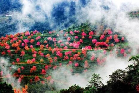 景东樱花谷几月份开