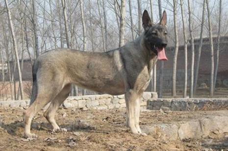 蓝湾牧羊犬和狼青的区别