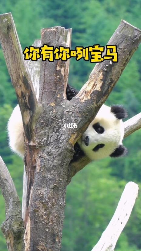 熊猫滚滚君在哪