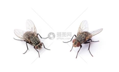 家蝇的卵有多大求苍蝇卵照片
