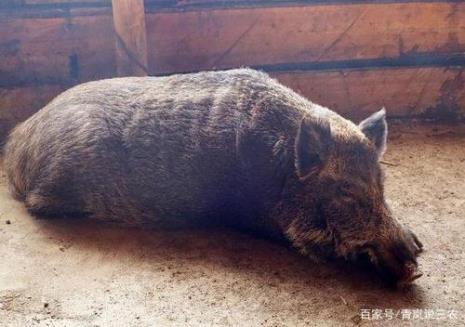 为什么野猪会吃肉