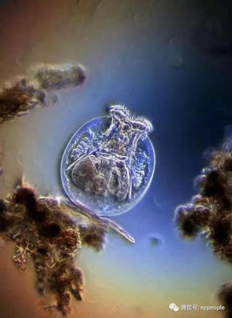 不以孢子形式进行繁殖的微生物