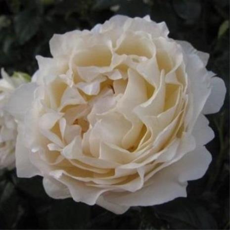 伊芙透明月季优缺点