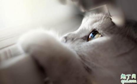50天的小猫可以做内驱吗