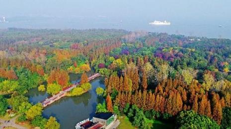 上海滨江森林公园面临什么海