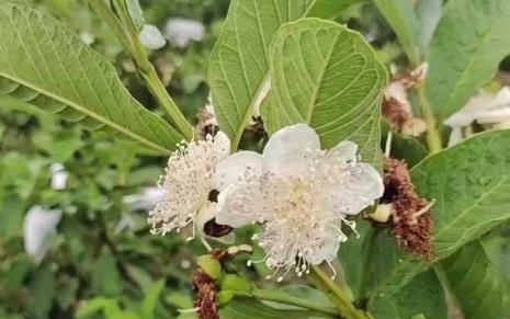 锥树属于蜜源植物吗